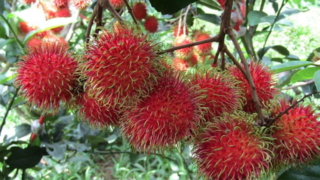Chôm chôm - Loại trái cây chỉ có ở miền Nam - VietFlavour.com