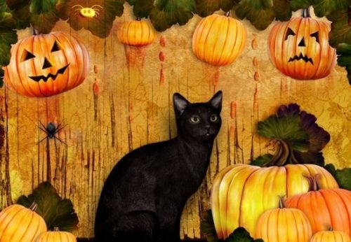 [con mèo số mấy] mèo đen, mèo chết, mèo nhà, mèo con, mèo vàng con gì? - SAIGON METRO MALL