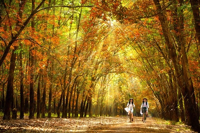 Bình Phước đẹp lãng mạn như Hàn Quốc vào mùa cao su thay lá