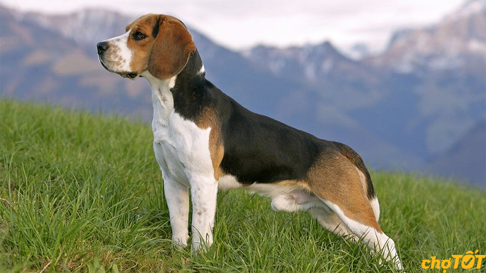 Chó Beagle có nguồn gốc từ Anh
