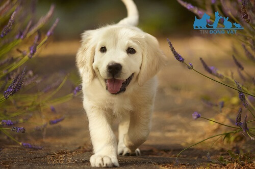 Top 10 giống chó Dễ Thương, Đáng Yêu, Cute Nhất Thế Giới