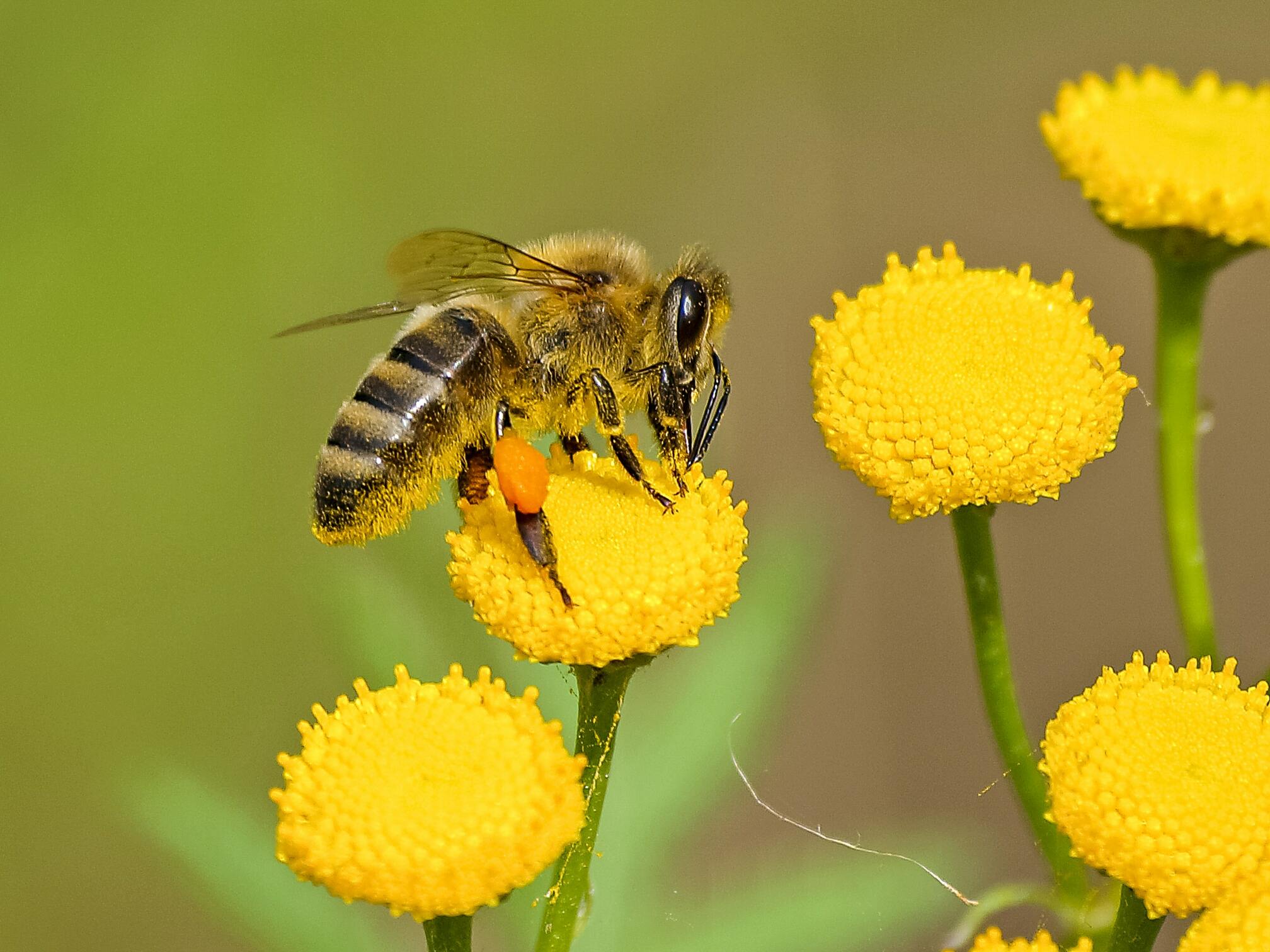 Hình ảnh con con ong vàng đẹp