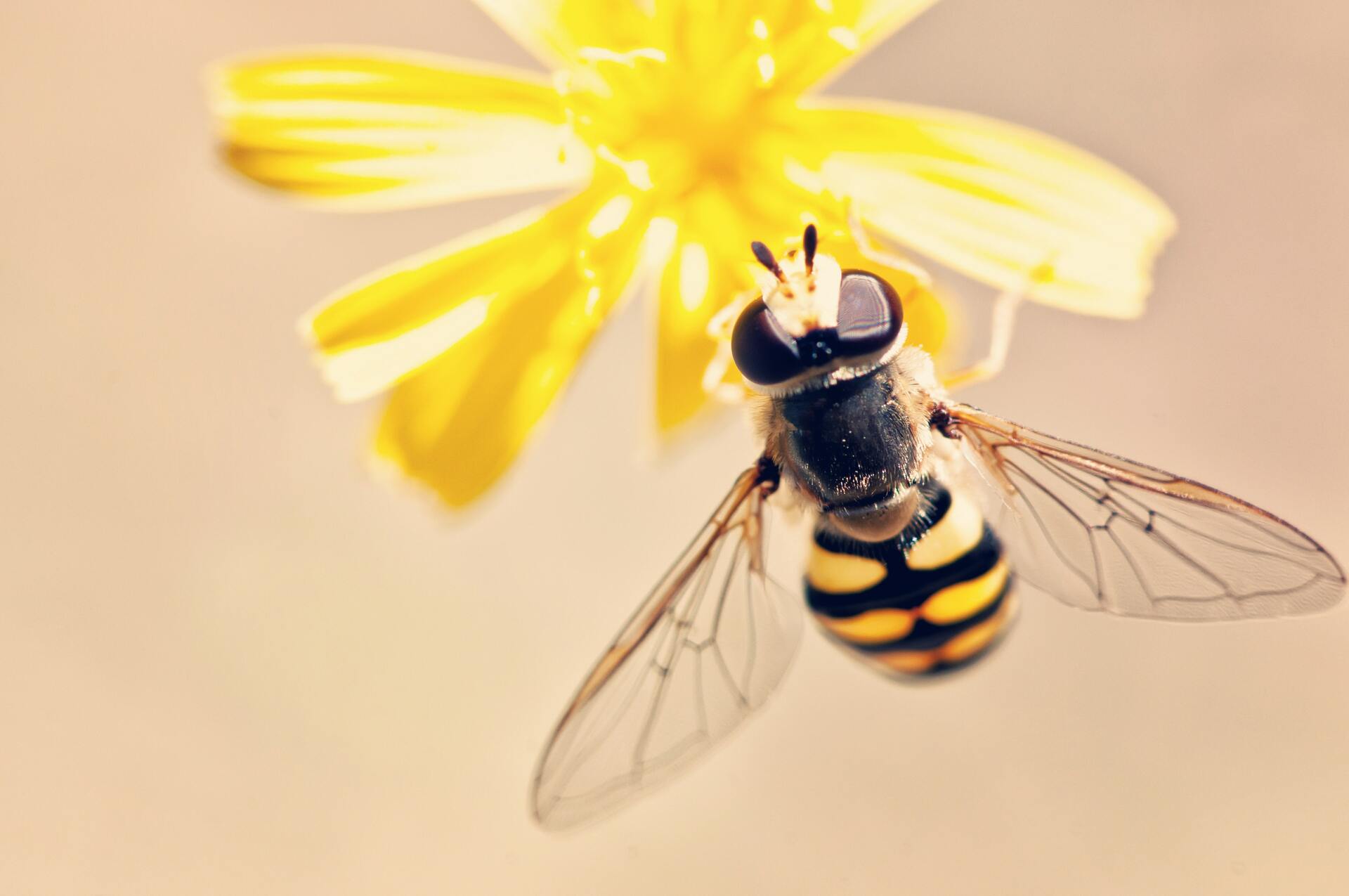 Hình ảnh con ong bầu