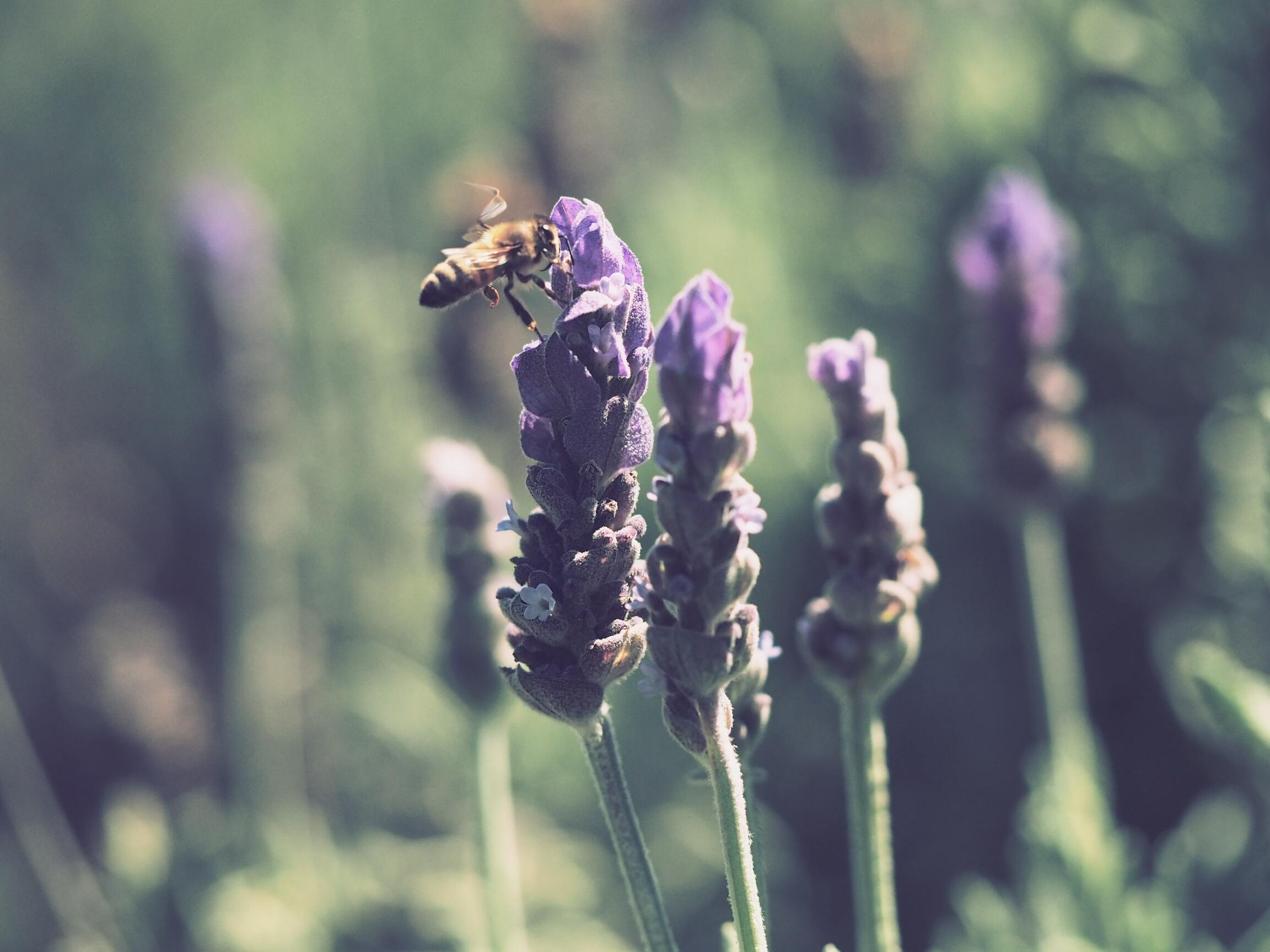 Hình ảnh con ong đẹp nhất