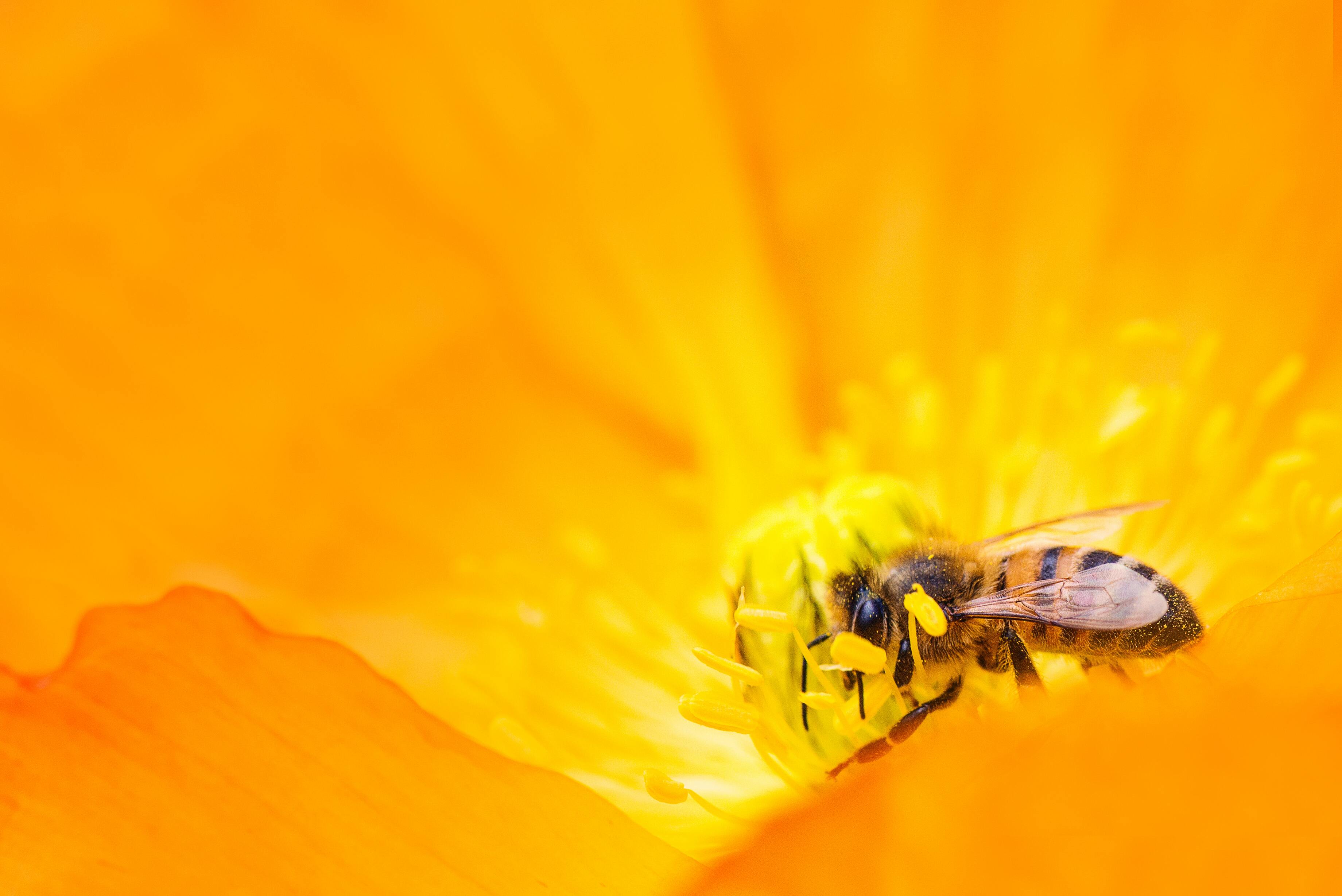 Hình ảnh con ong đẹp 