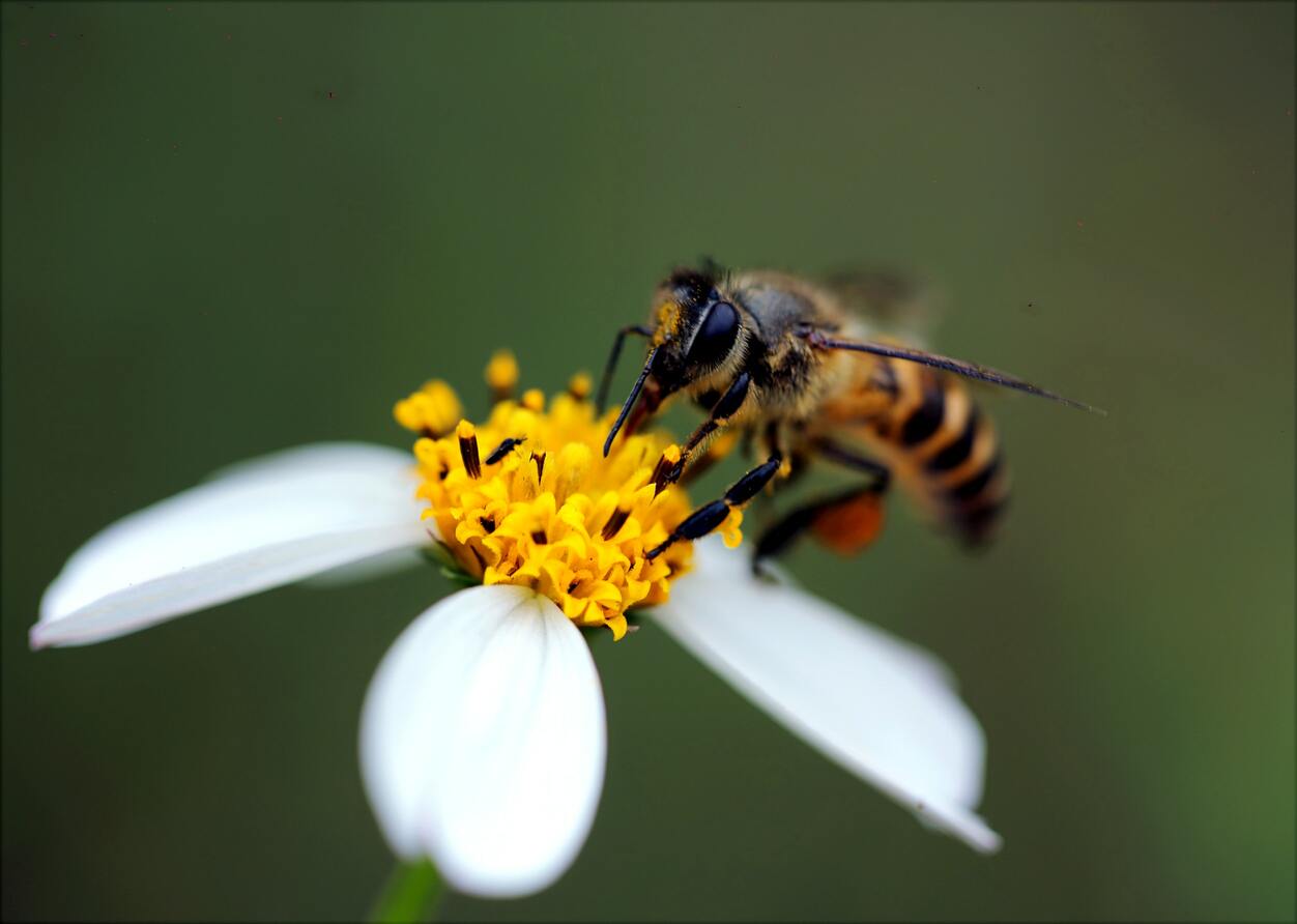 Hình ảnh con ong đi kiếm mật