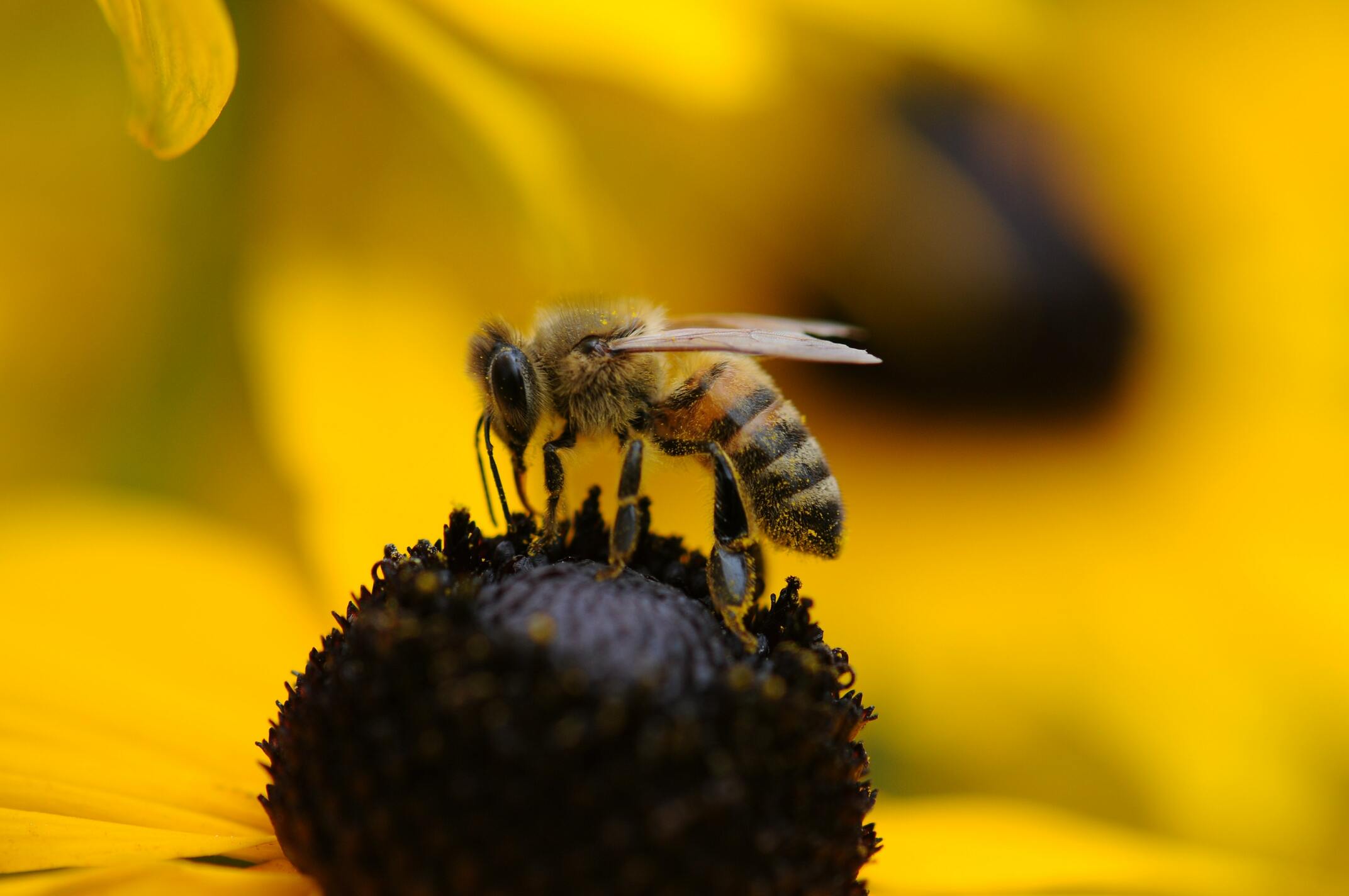 Hình ảnh con ong hút mật đẹp