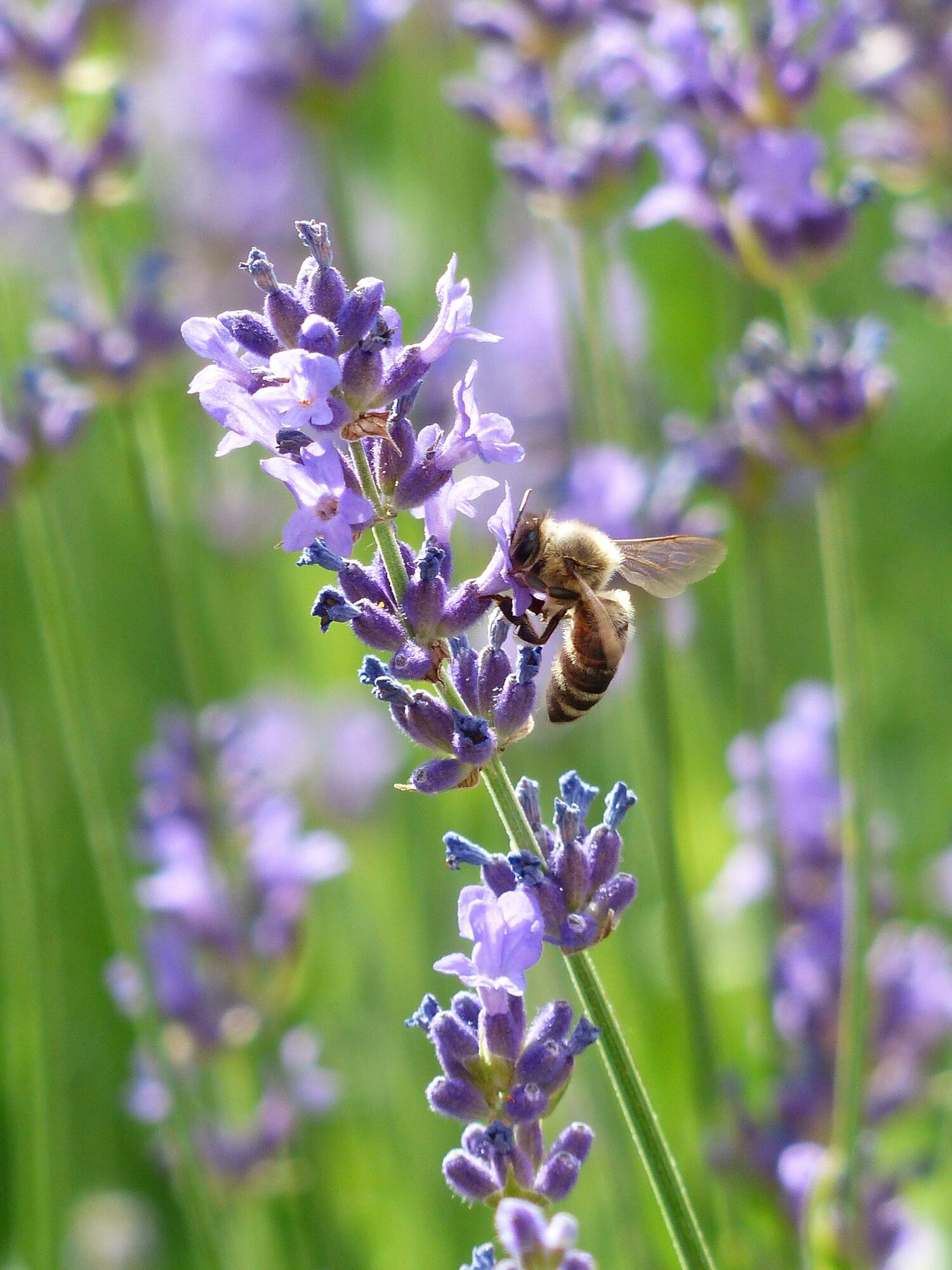 Hình ảnh con ong hút mật hoa đẹp nhất 