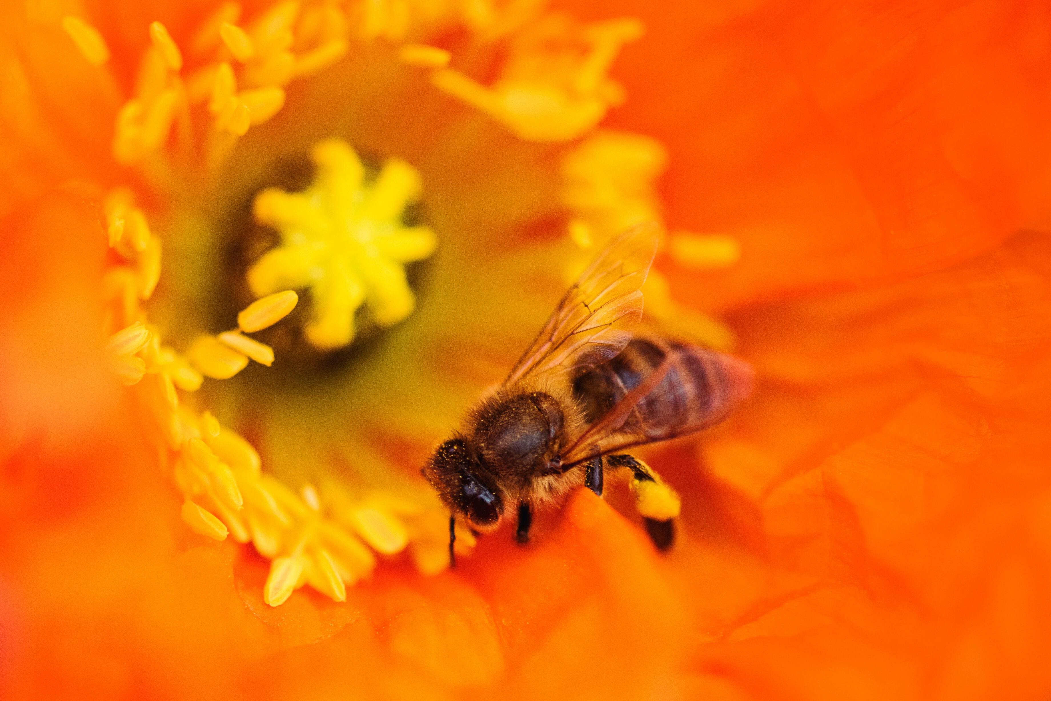 Hình ảnh con ong hút mật hoa đẹp nhất