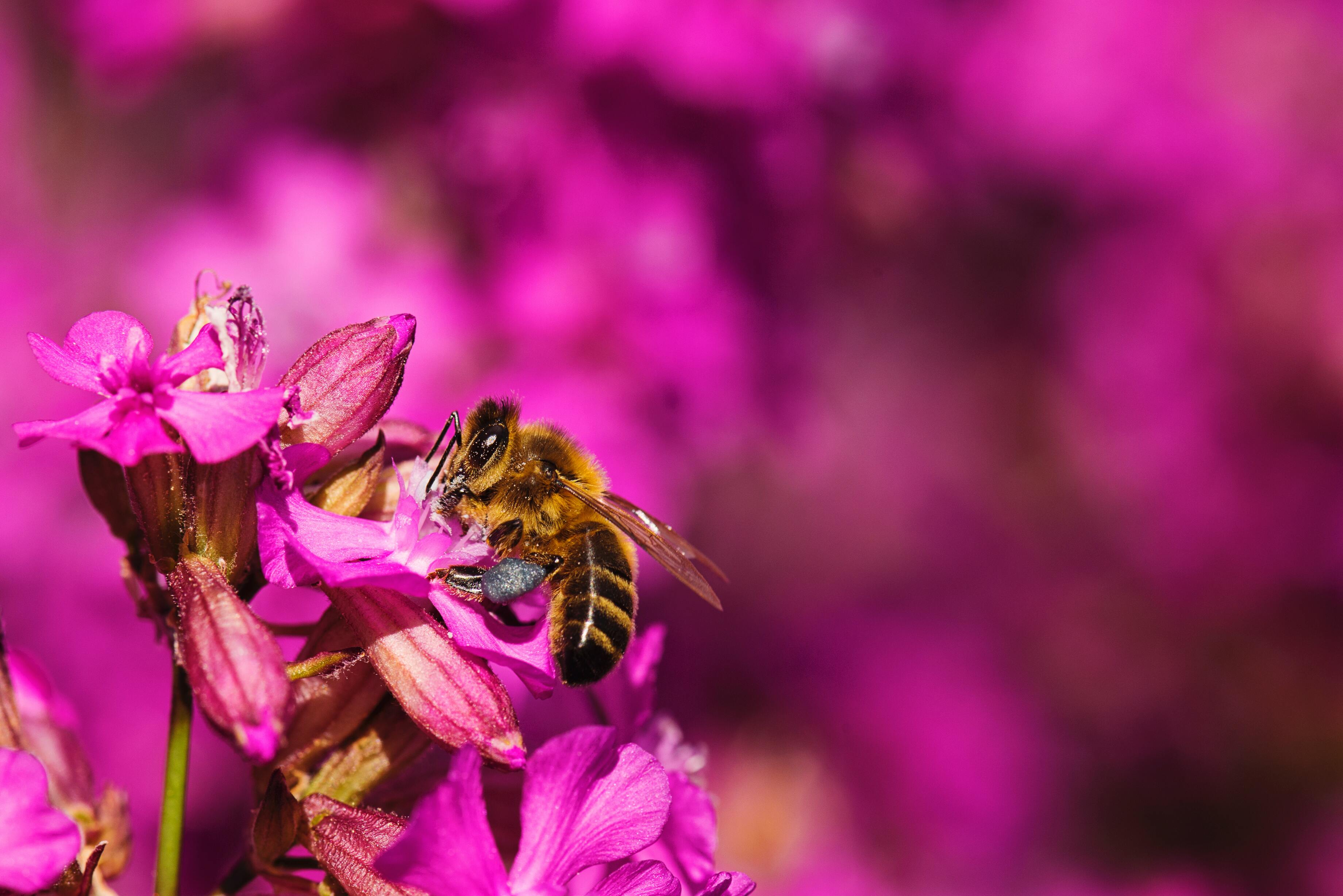 Hình ảnh con ong hút mật hoa đẹp