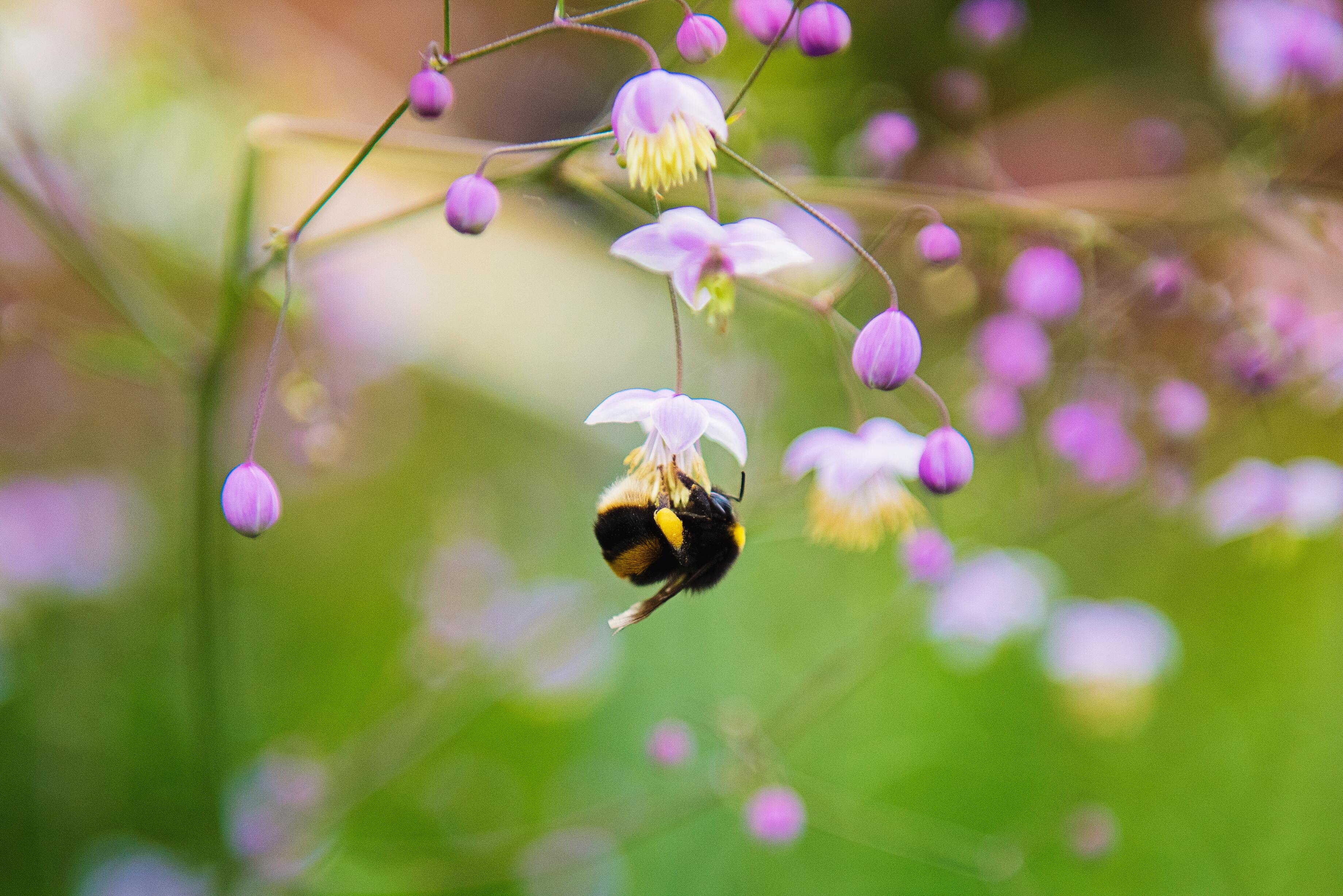 Hình ảnh con ong hút mật hoa