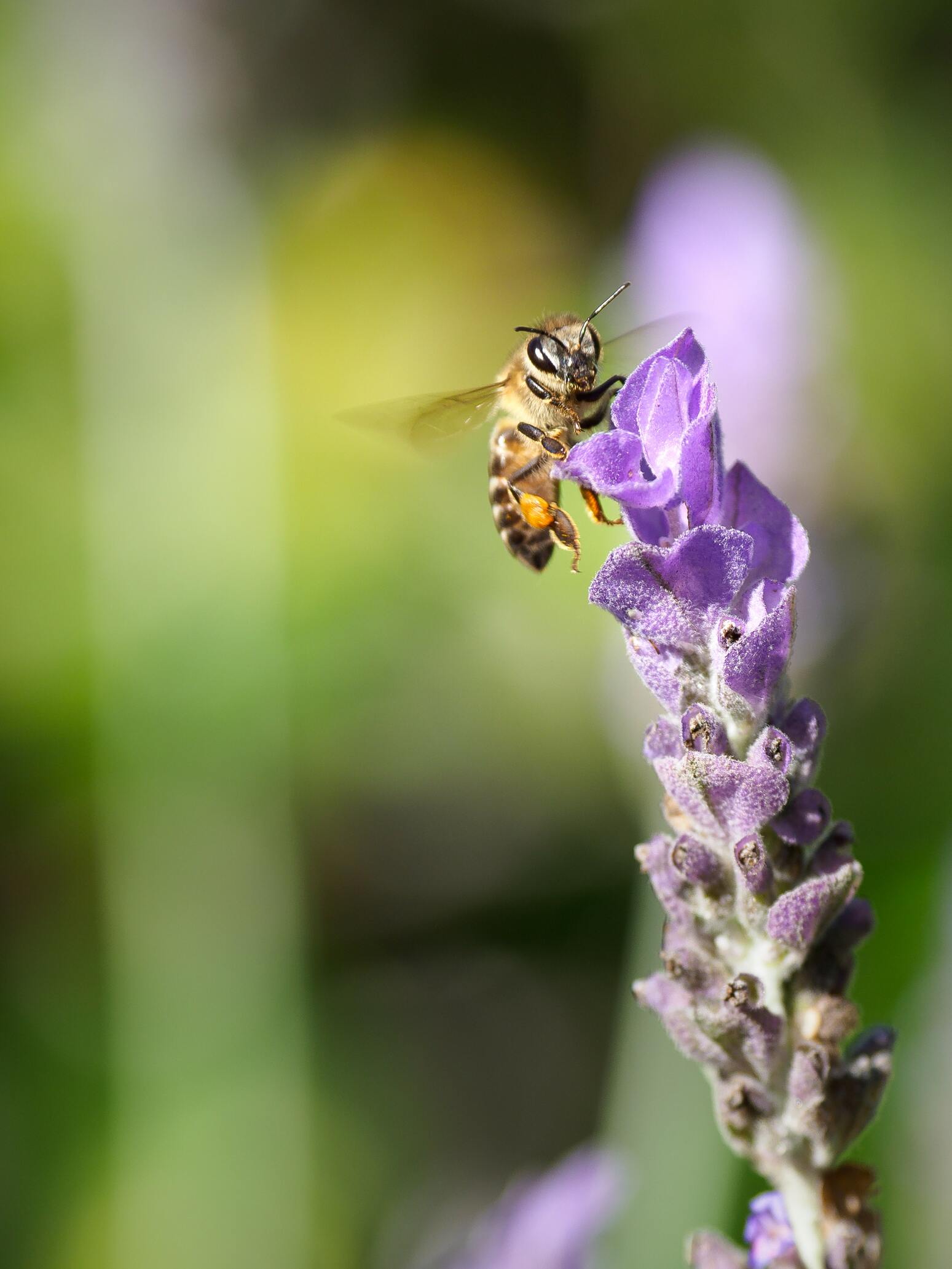 Hình ảnh con ong hút mật