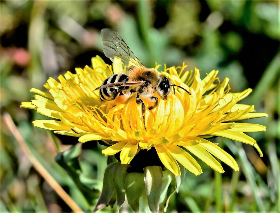 Hình ảnh con ong lấy mật bông hoa