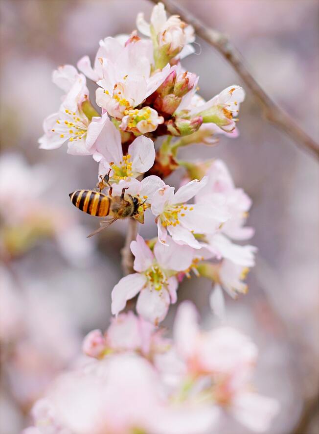 Hình ảnh con ong lấy mật hoa anh đào