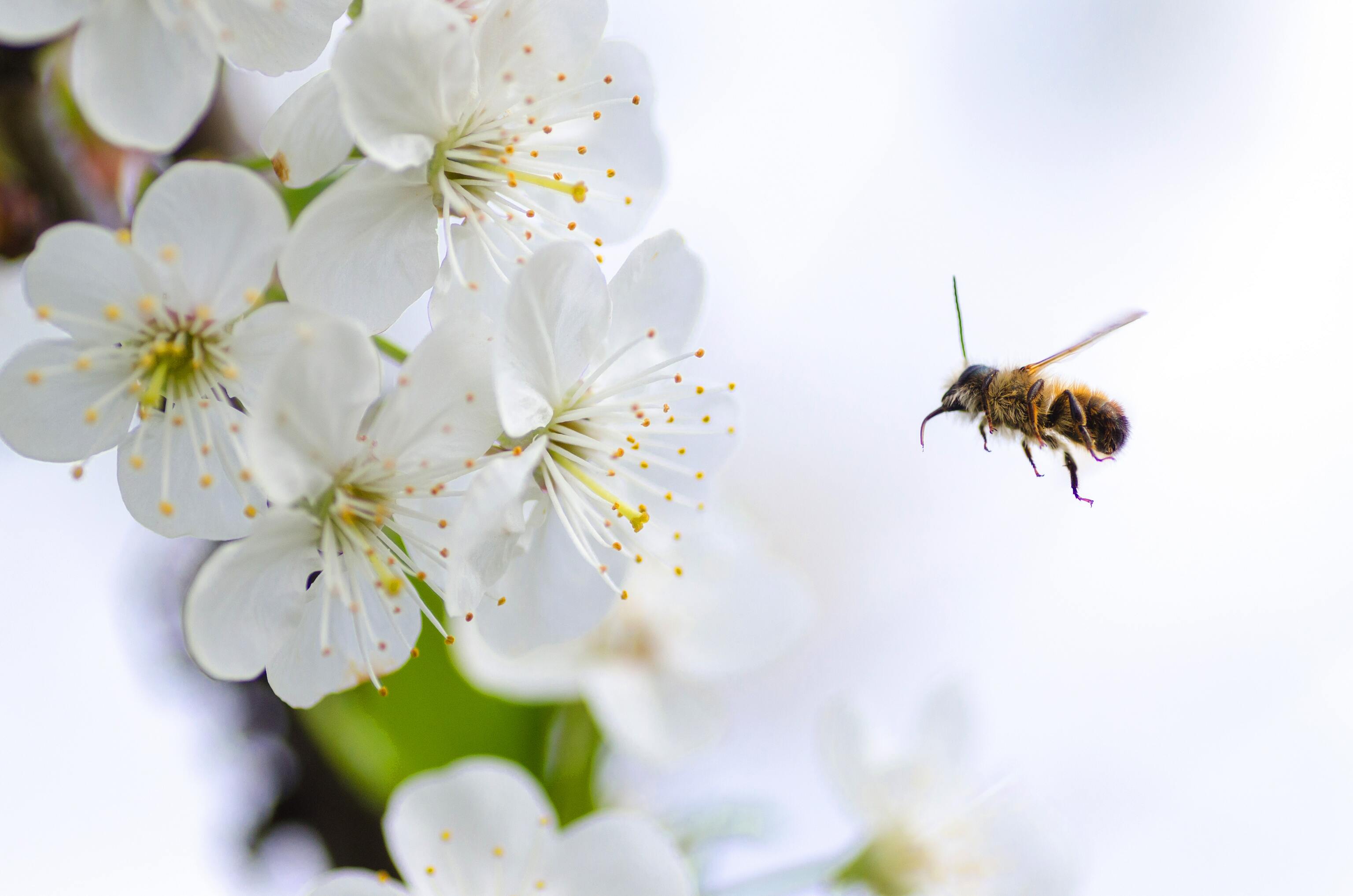 Hình ảnh con ong mật đẹp nhất