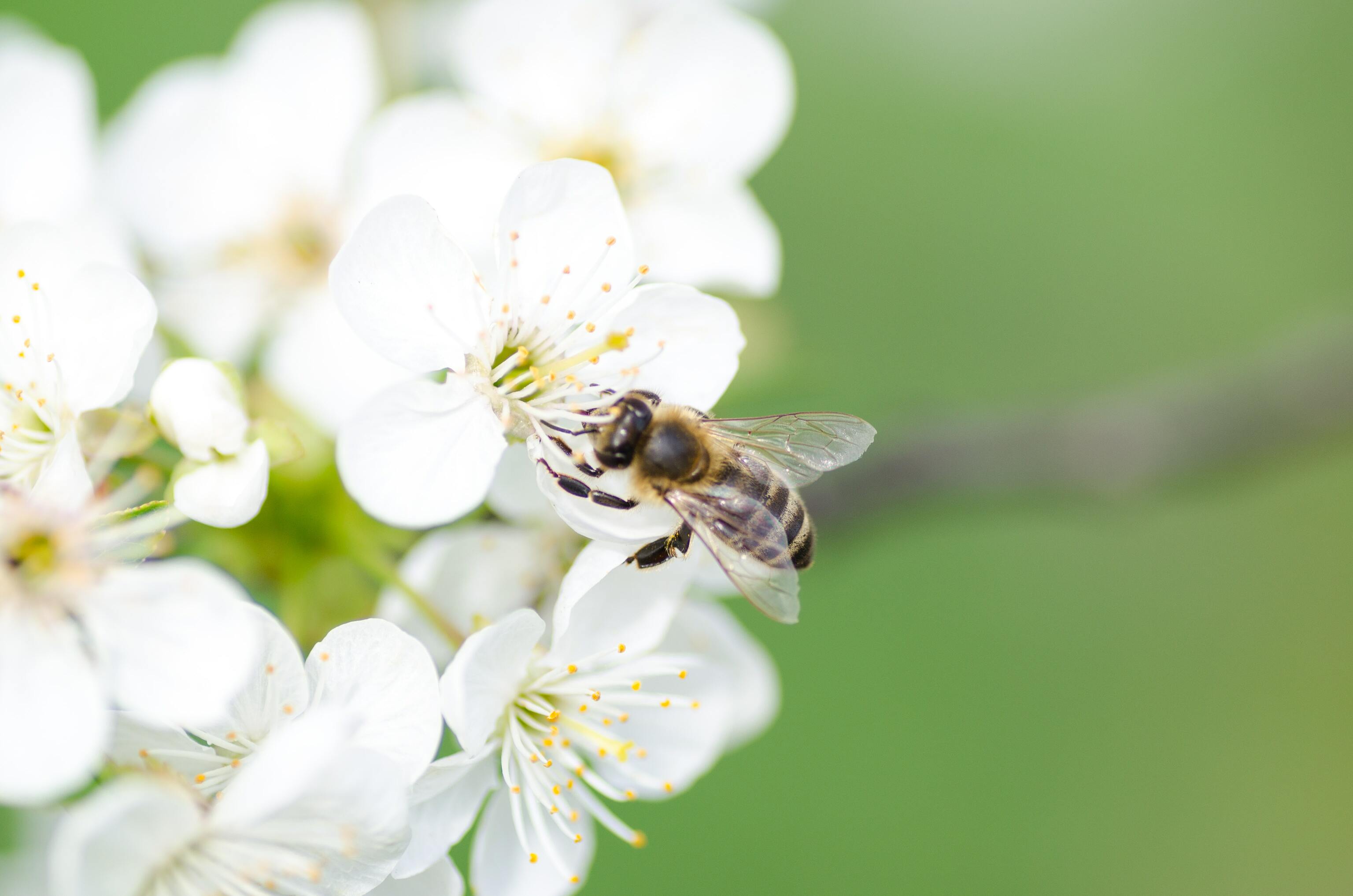 Hình ảnh con ong mật đẹp