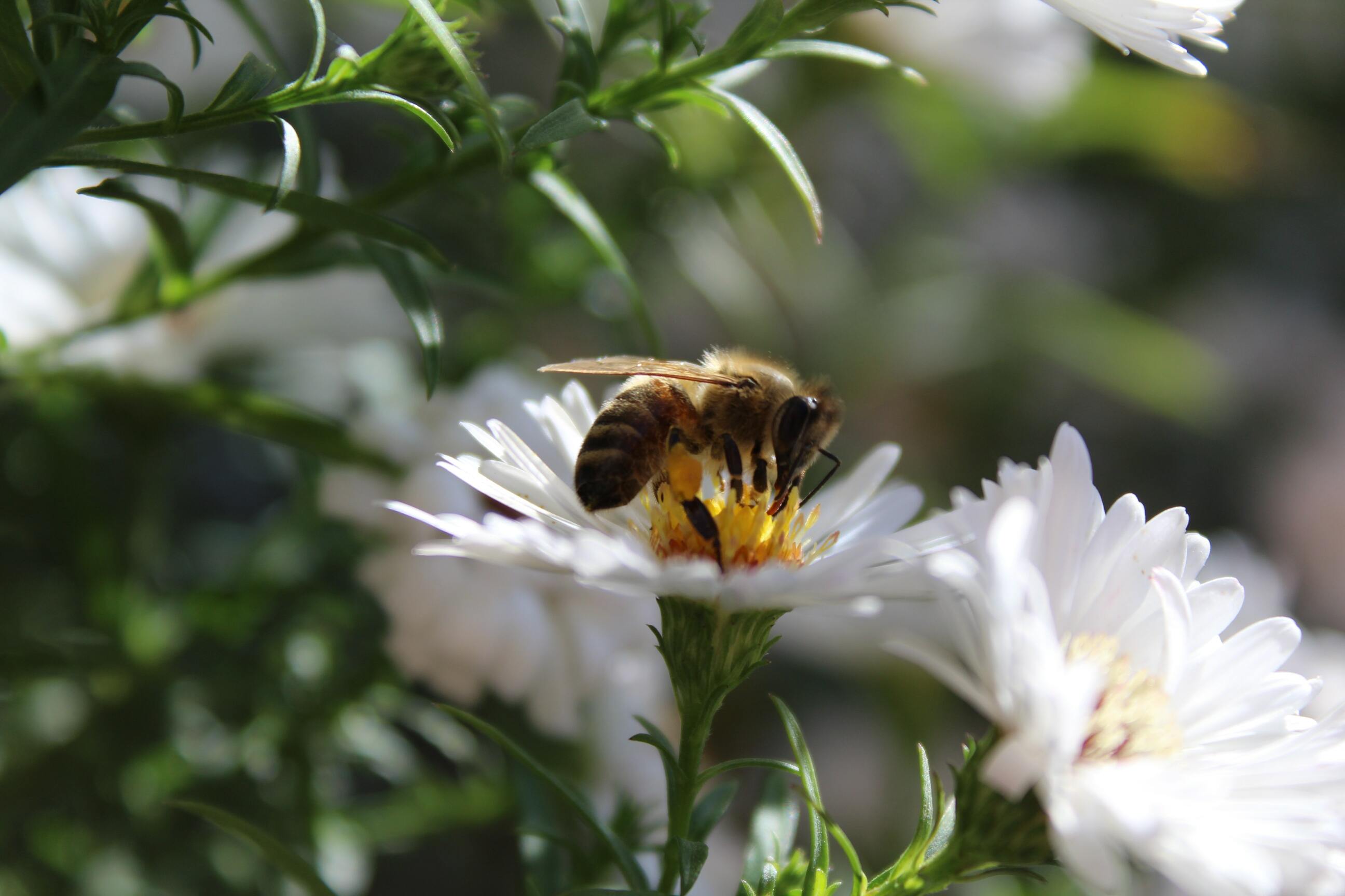 Hình ảnh con ong mật