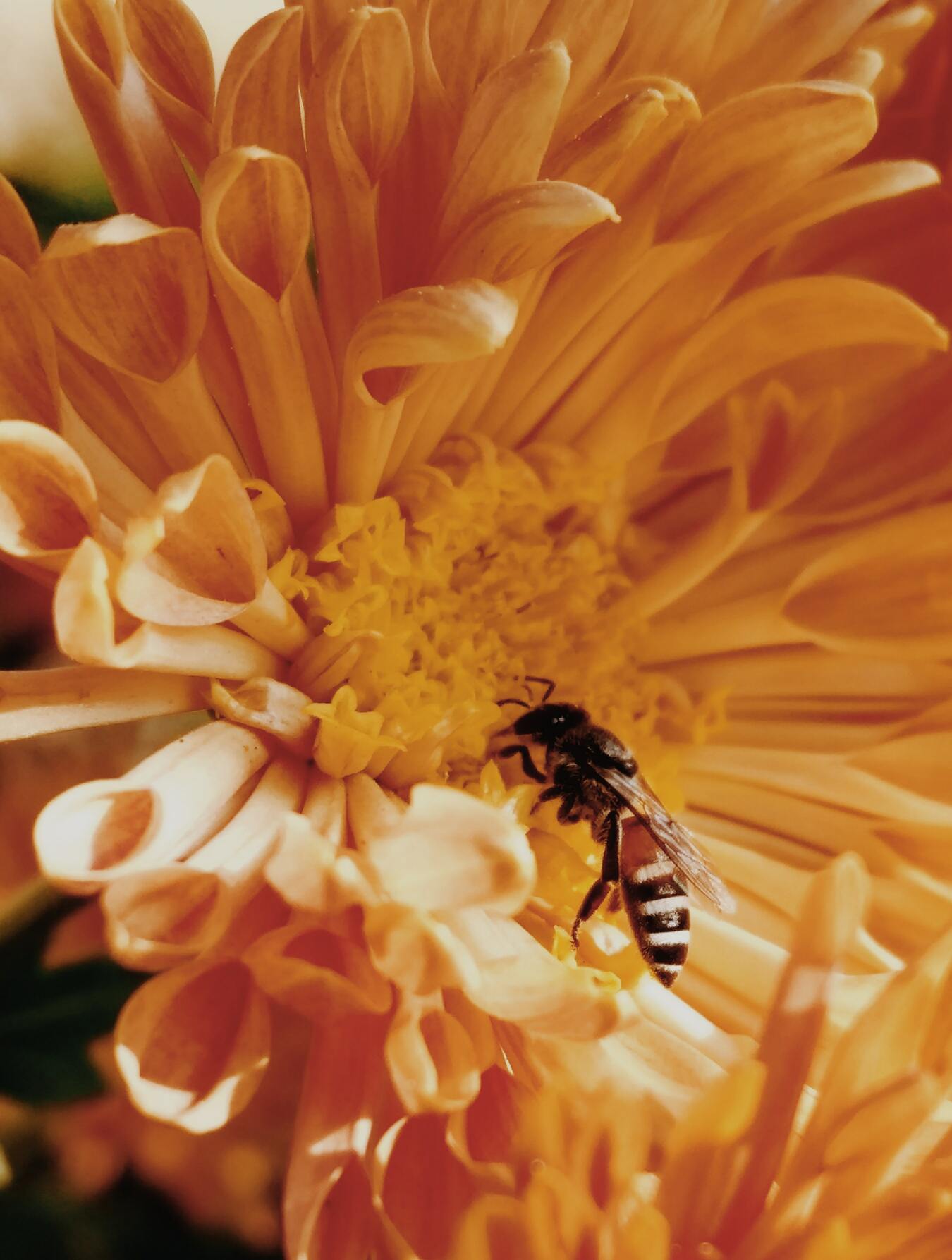 Hình ảnh con ong thợ lấy mật đẹp
