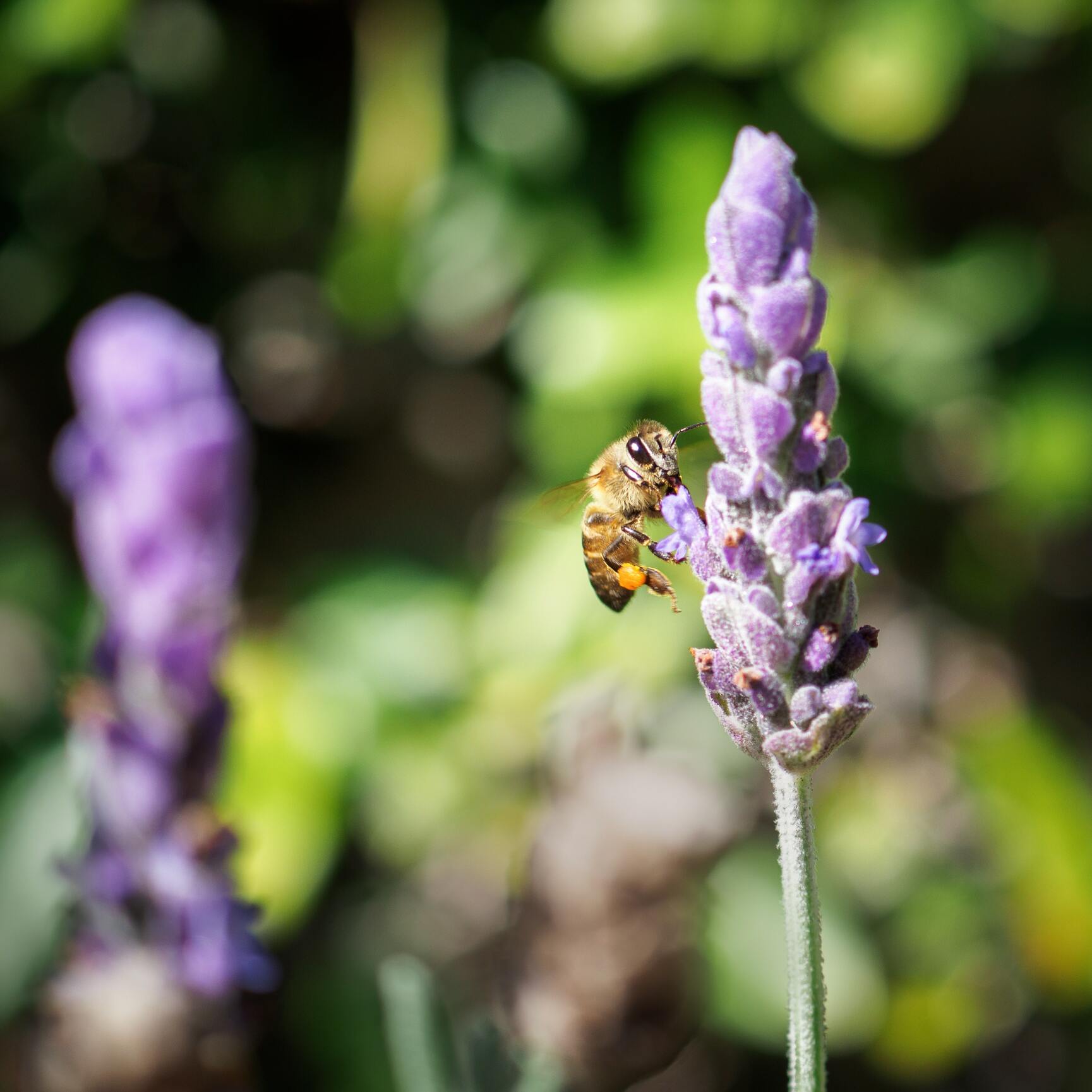 Hình ảnh con ong thợ lấy mật
