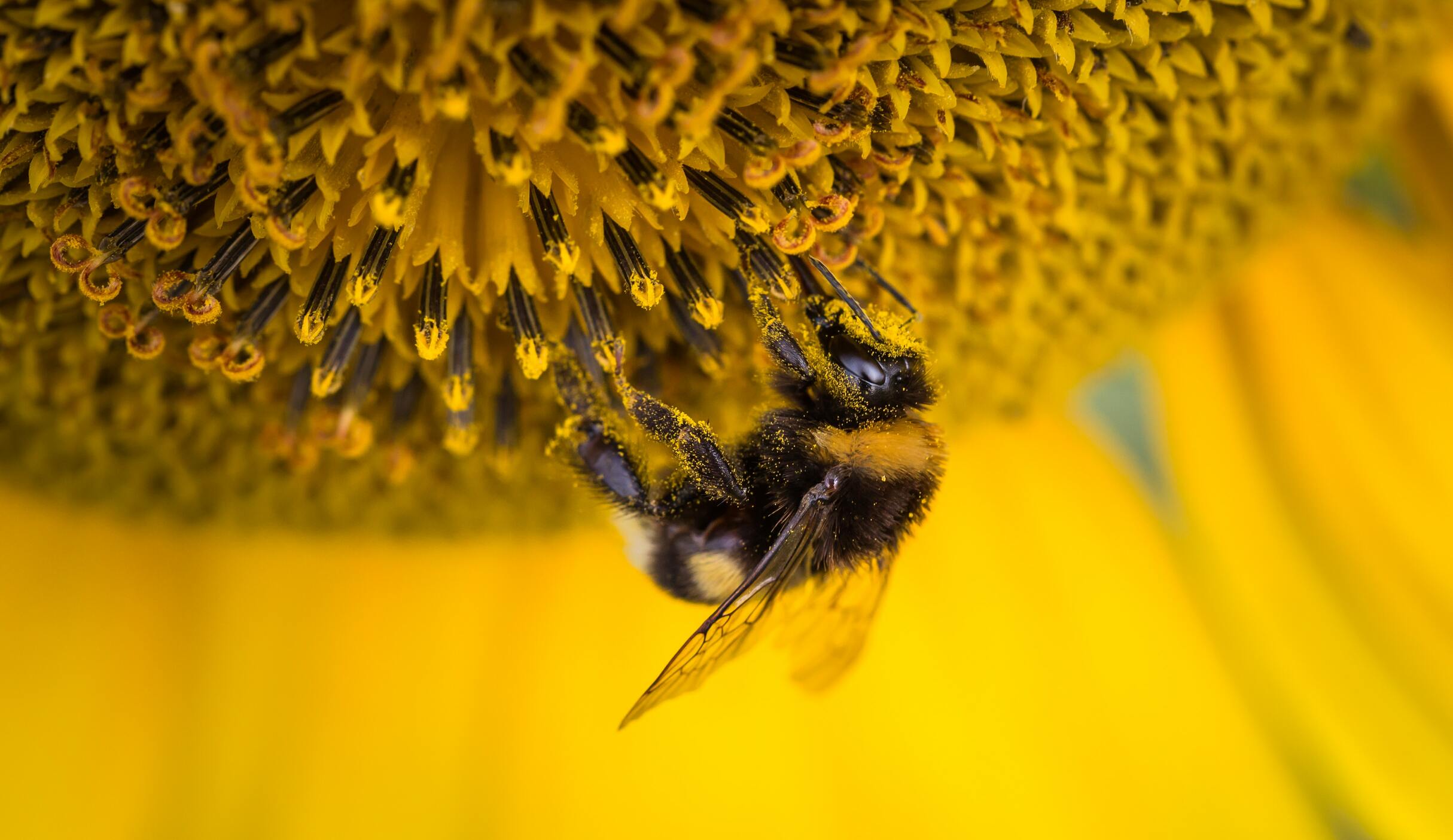Hình ảnh con ong vàng đẹp nhất