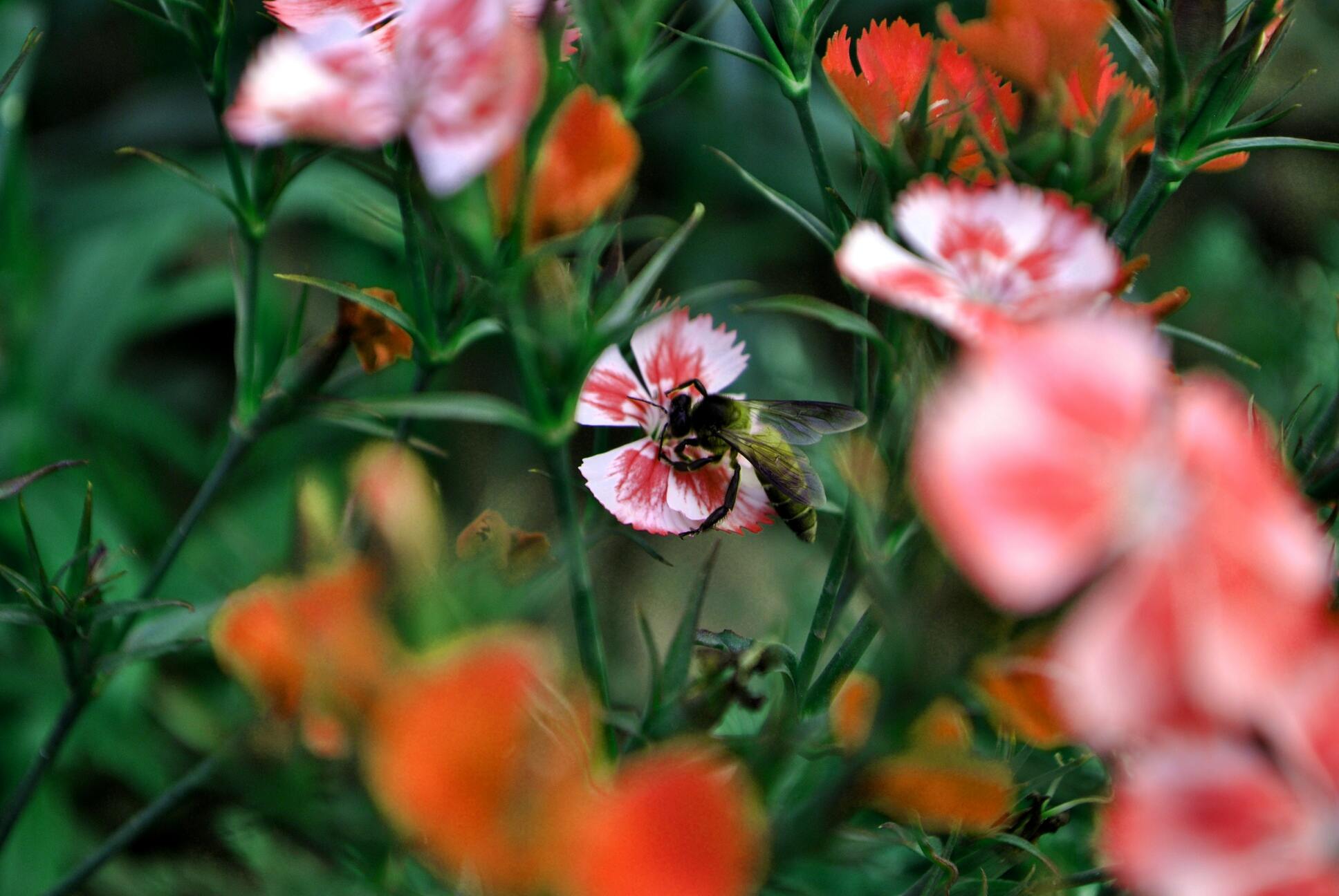 Hình ảnh con ong vàng hút mật hoa