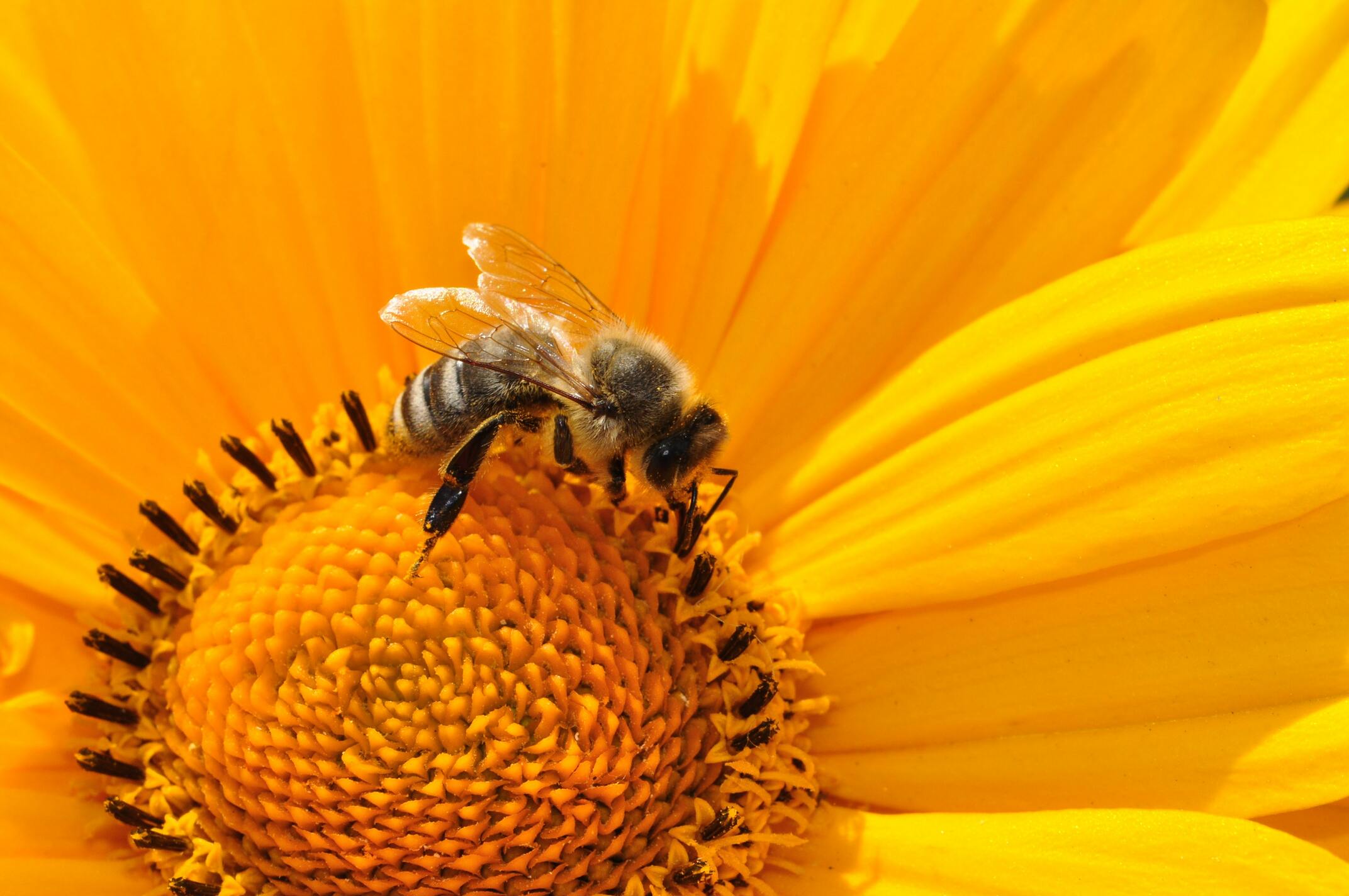 Hình ảnh con ong vàng lấy mật hoa