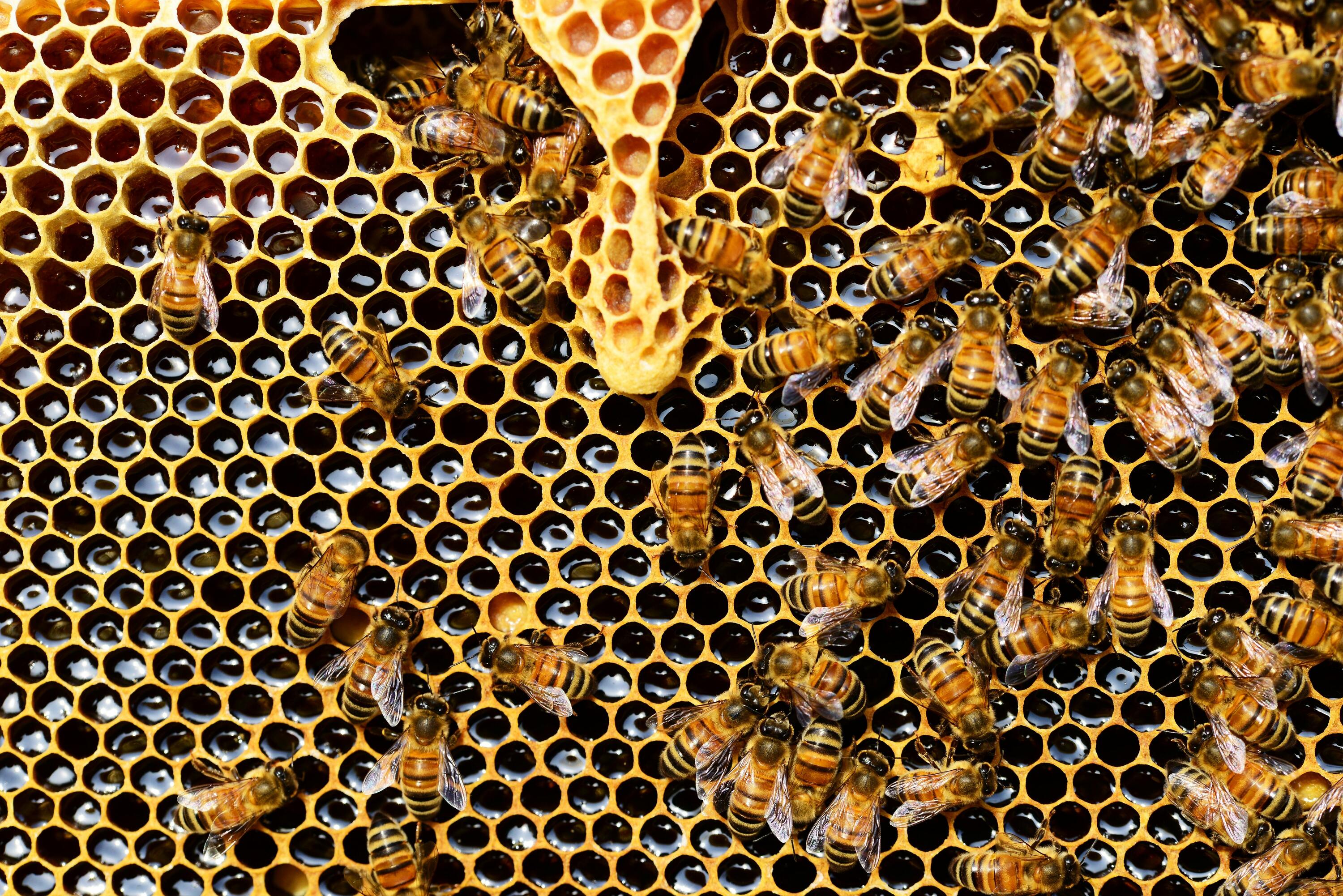 Hình ảnh đàn ong