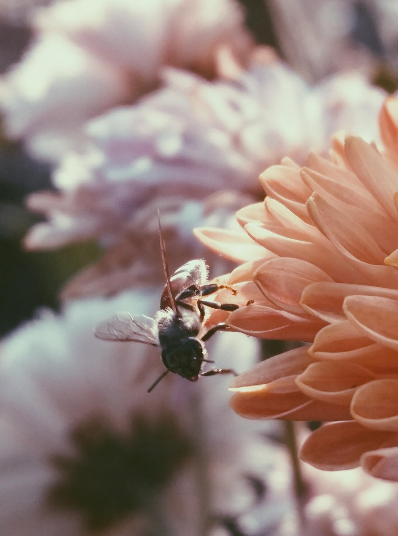 Hình ảnh ong lấy mật hoa đẹp