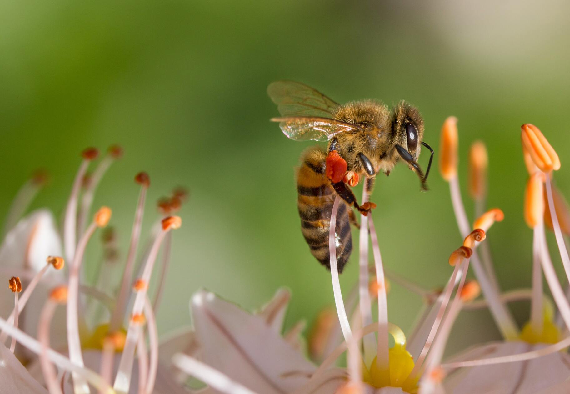 Hình ảnh ong lấy mật hoa