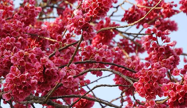 Sức hấp dẫn quyến rũ của loại hoa anh đào đặc biệt - hoa anh đào Kanhizakura 