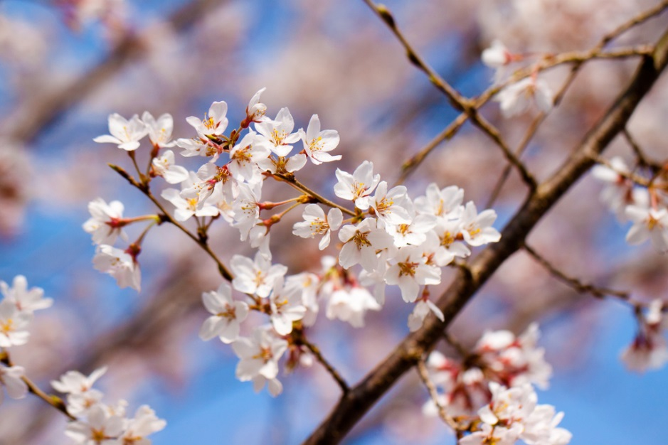 Hoa xuất hiện tại Nhật từ thời Edo﻿