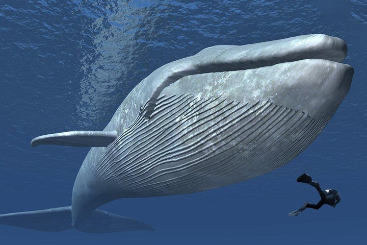 cá voi xanh ăn gì