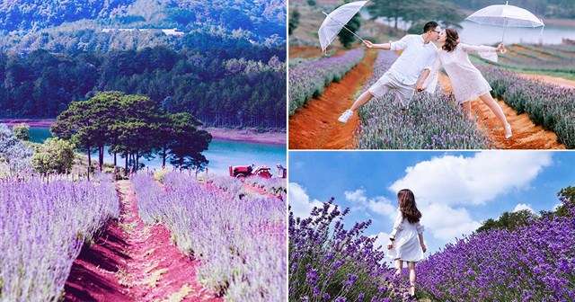 Mùa hoa lavender đà lạt
