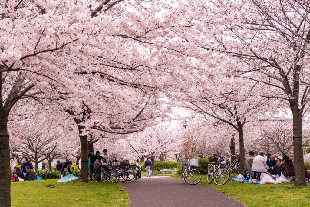 Ở Nhật có rất nhiều lễ hội ngắm hoa anh đào