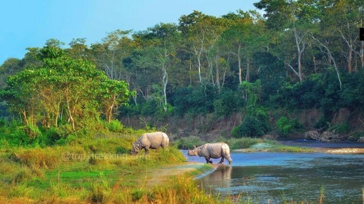 rhinos near the lake in chitwan