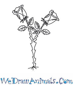 Hướng dẫn vẽ: Cách vẽ cây hoa hồng