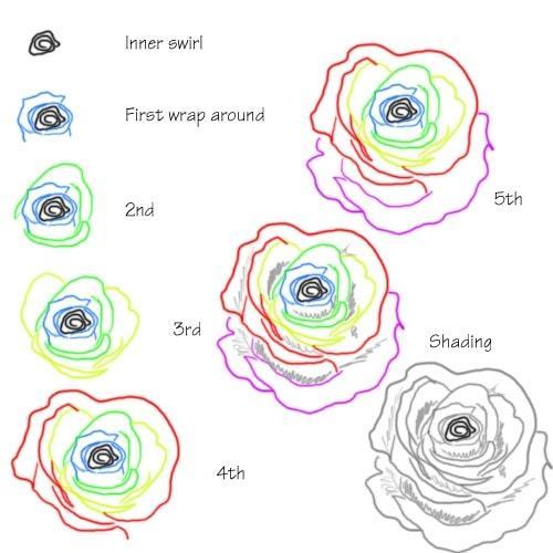 Hướng dẫn vẽ: Cách vẽ hoa hồng bằng cách sử dụng các đường uốn lượn