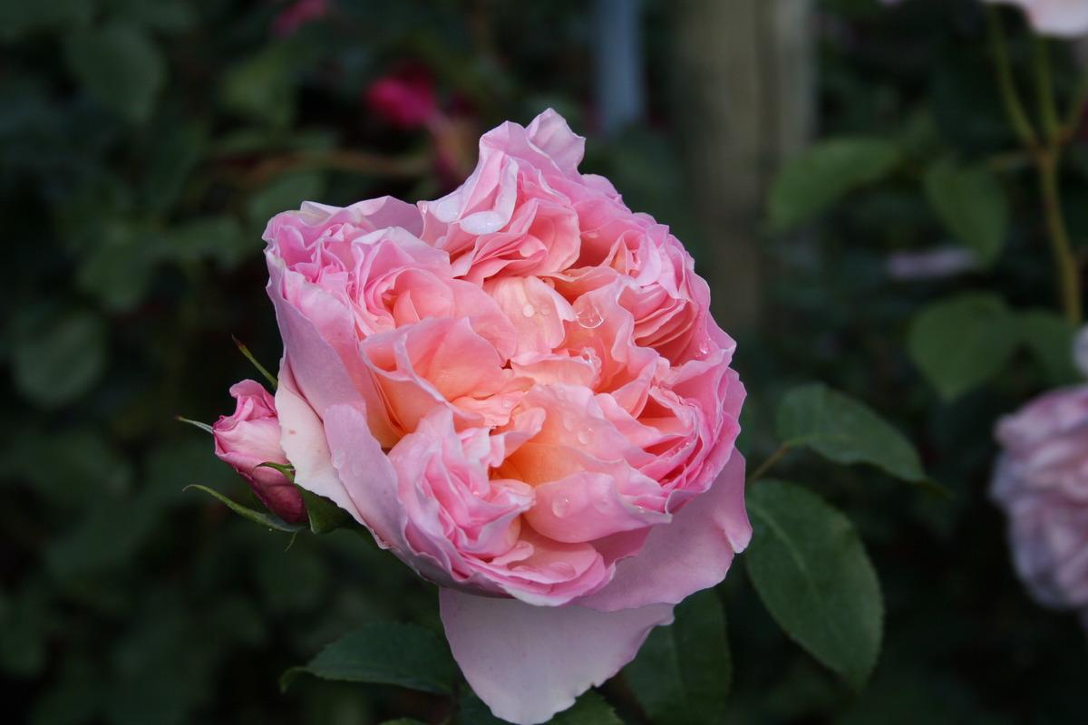 16 Hoa Hong Dames De Chenonceau Rose