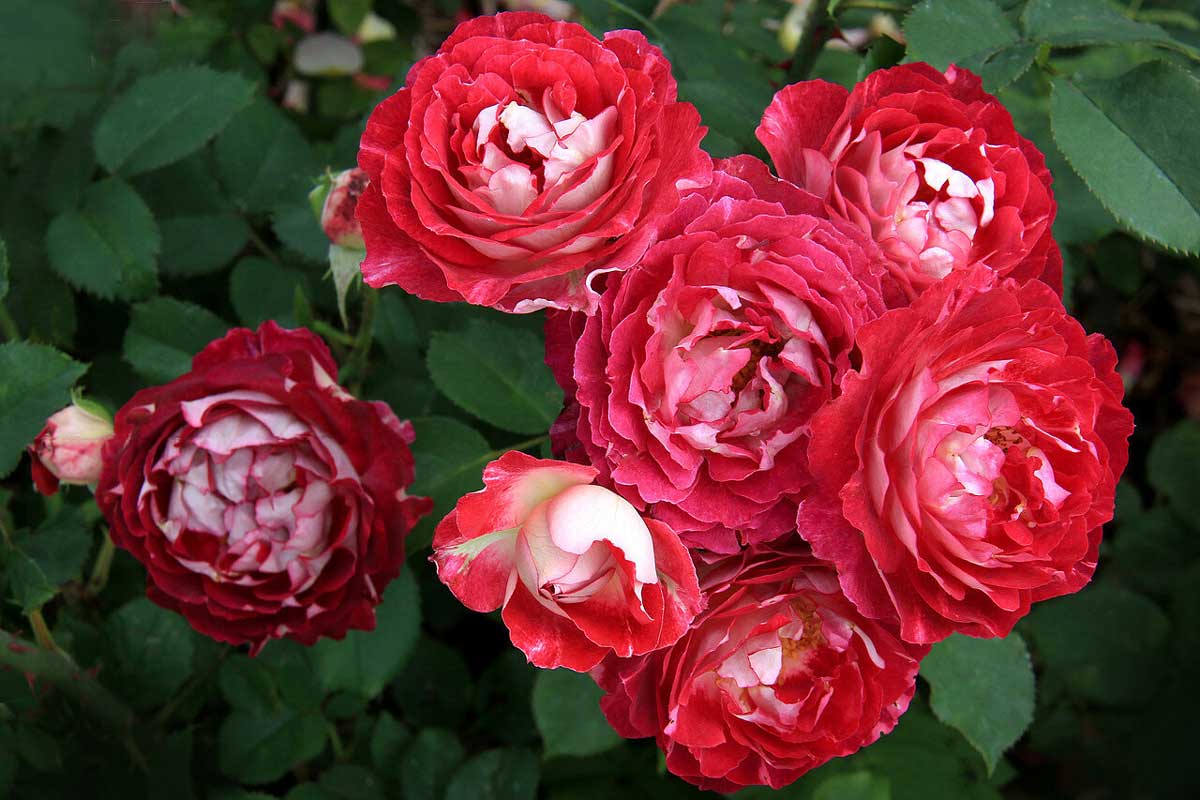 24 Hoa Hong Phap Docteurs Massad Rose