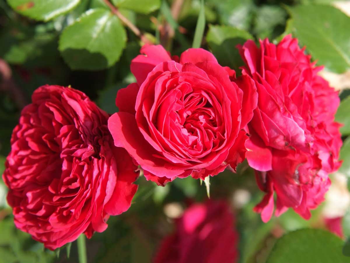 27 Hoa Hong Rouge Royale Rose