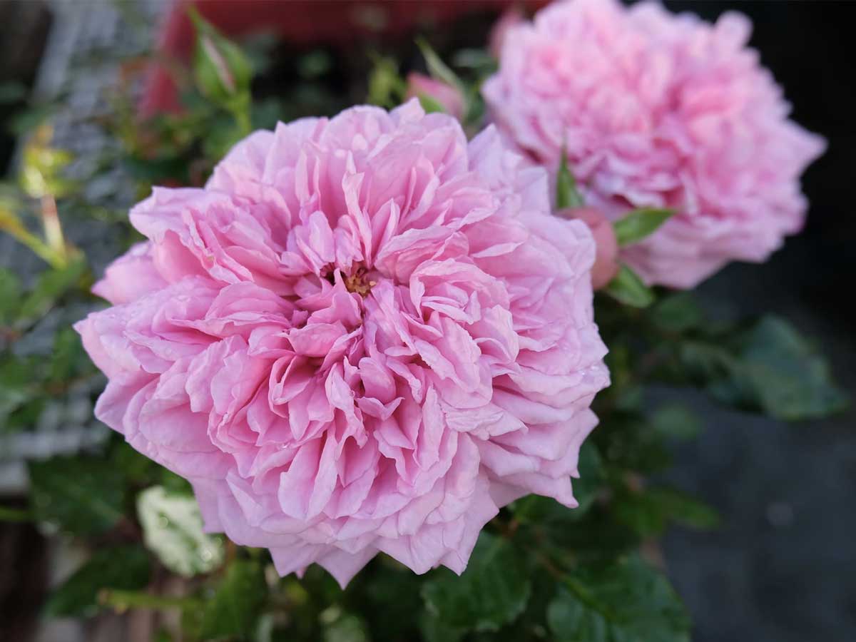 8 Hoa Hong Phap Pompadour Rose