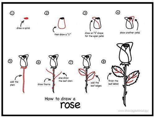 Hướng dẫn vẽ: Cách vẽ hoa hồng trong tám bước đơn giản