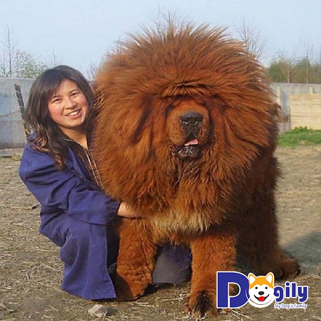 Chó Ngao Tây Tạng sở hữu vẻ ngoài to lớn, dũng mãnh