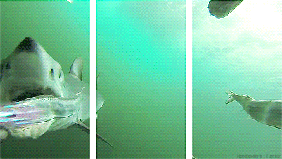 Hình 3D Hàm cá mập