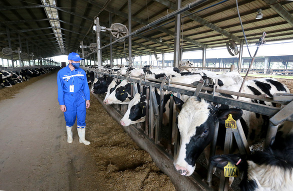 Nhập 4.500 con bò sữa cao sản HF từ Mỹ - Ảnh 4.