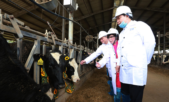 Nhập 4.500 con bò sữa cao sản HF từ Mỹ - Ảnh 1.