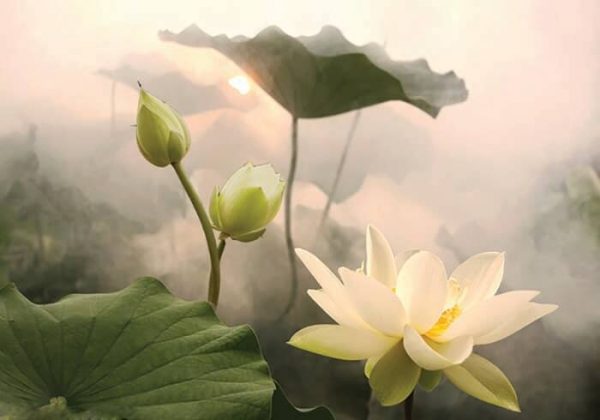 Tranh hoa sen trong sương sớm