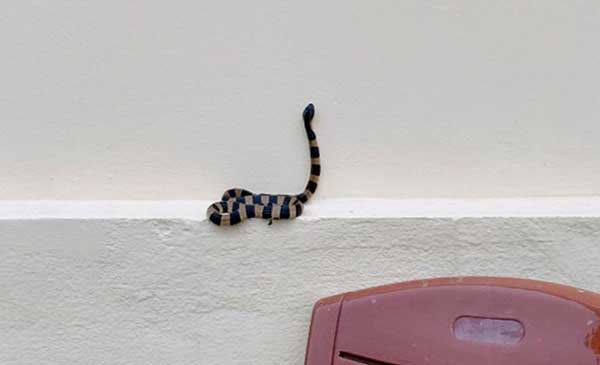 Mơ thấy rắn bò vào nhà mình