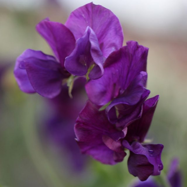 Các loài hoa màu tím đẹp trong tự nhiên hoa đậu thơm
