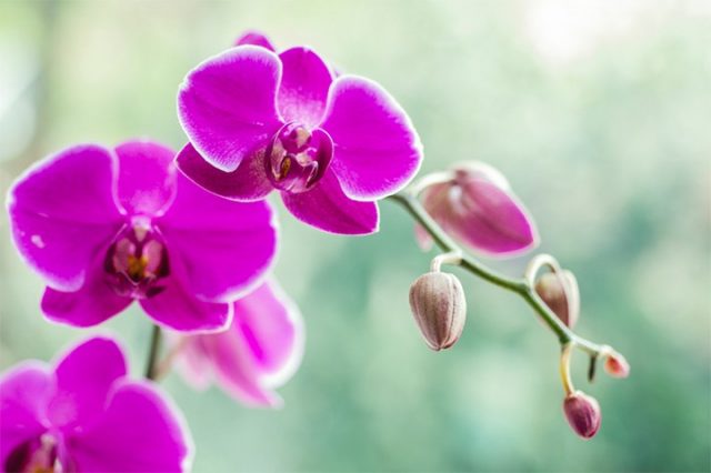 Các loài hoa màu tím đẹp trong tự nhiên hoa lan hồ điệp tím